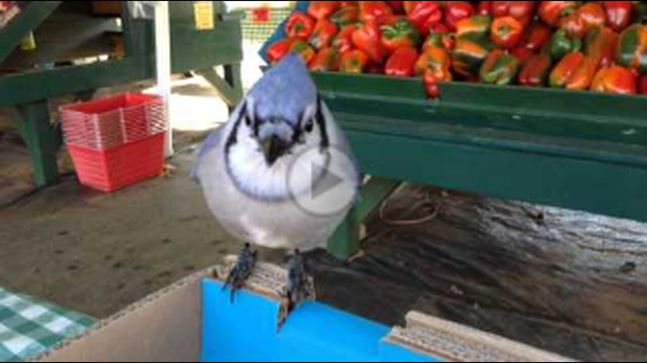 Hungry Blue Jay Eats Tomatoes,cute bird,viral,gave feed them,