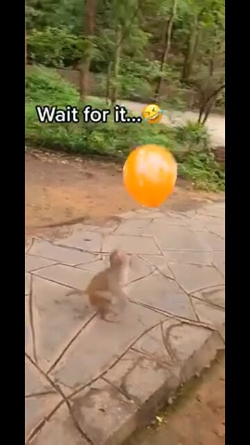 monkeys playing with a ballon and then it pops