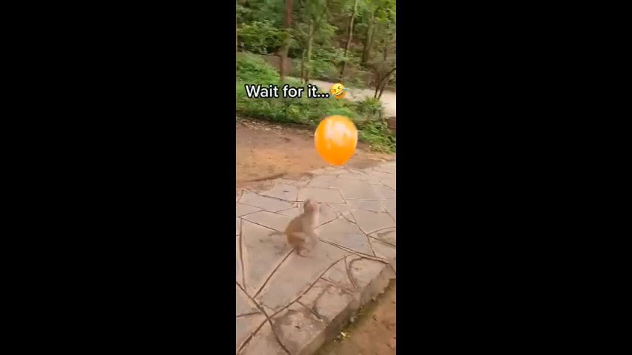 monkeys playing with a ballon and then it pops