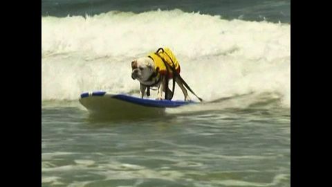 Surfing Dogs