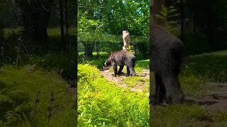 Black Bears have different fur than other bears