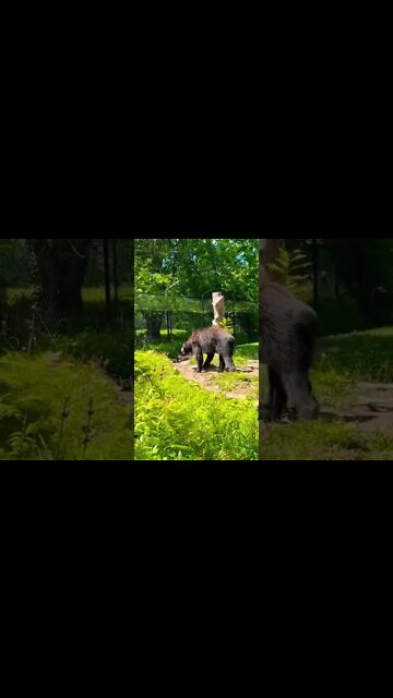 Black Bears have different fur than other bears