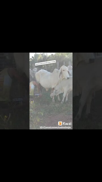Tirando Leite das VACAS