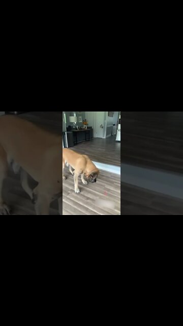 Dog Misses Catching Treat! #MegaFails #Shorts