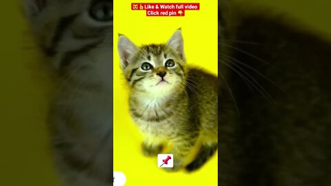 cute cat videos 😹funny videos 😂1333😻#shorts #catvideos #funnycatsvideos #cat #funny_cat #kityycat