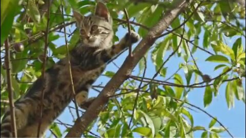 Tree climbing cat is lovely and adorable