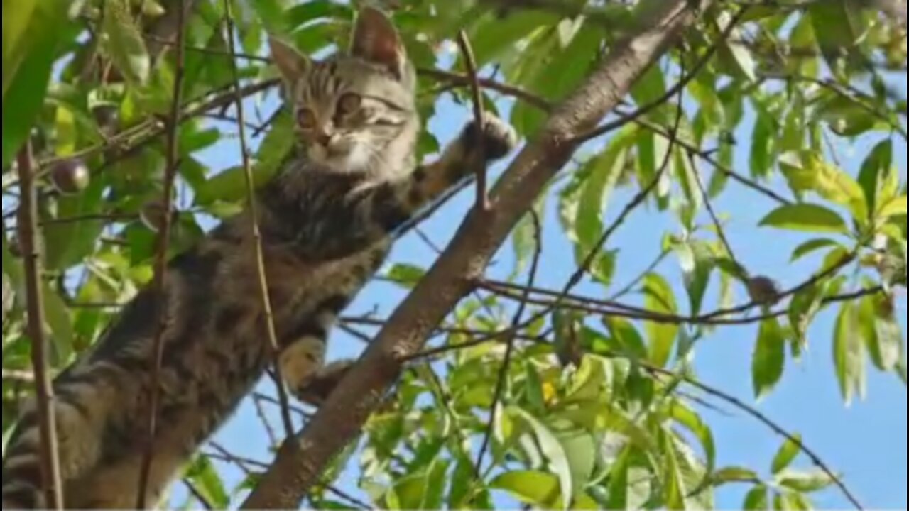 Tree climbing cat is lovely and adorable