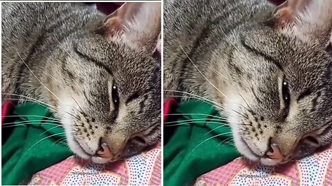 Cat / cute cat / saw Allah Ma Sha Allah ❤️❤️❤️🥰✨