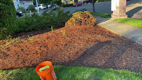 New Trachycarpus palms going into HOA gardens.