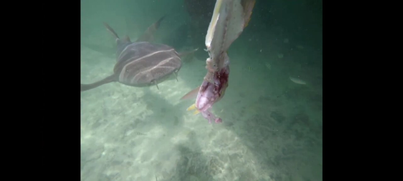 Coco Plum, Belize Feeding nurse sharks