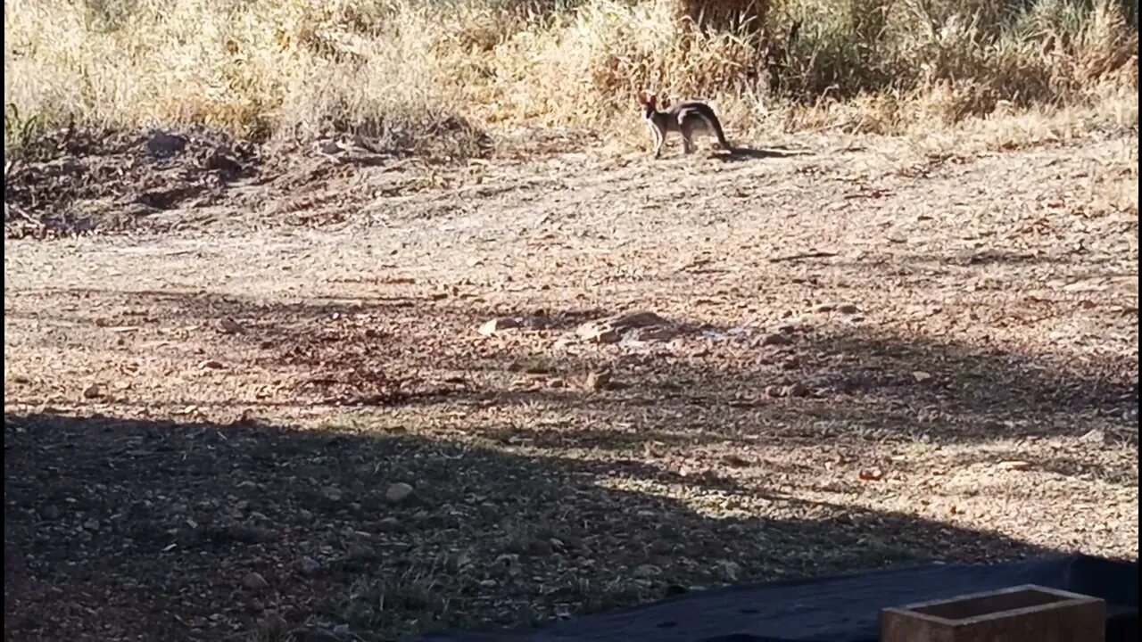 Rock Wallabies, first time we have seen them on our property 20th November 2021