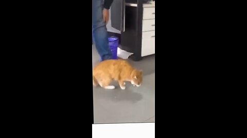 cat funny videos 🐈😺🐈😺