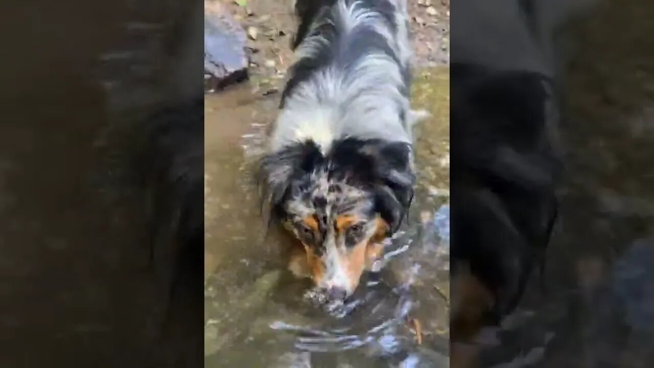 Wanna see a trick..🐕🌊🫧😍😅 #shorts #border #Tiktok