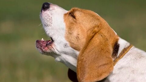 TOP 10 dogs barking videos compilation❤️Dog barking sound-Funny dogs