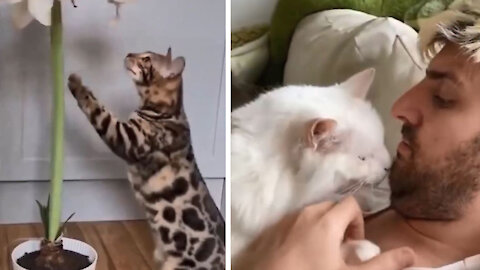 Why are you so wicked? funny cats