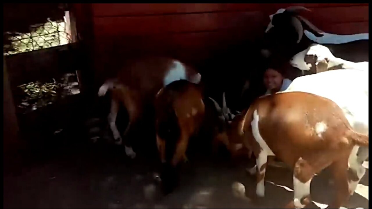Goats attack on small girl !