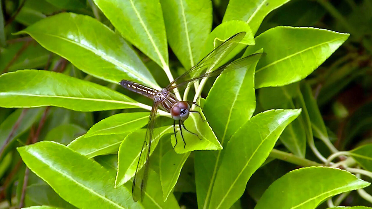 IECV NV #677 - 👀 Yellowish Dragonfly Hanging On To A Branch 7-9-2018