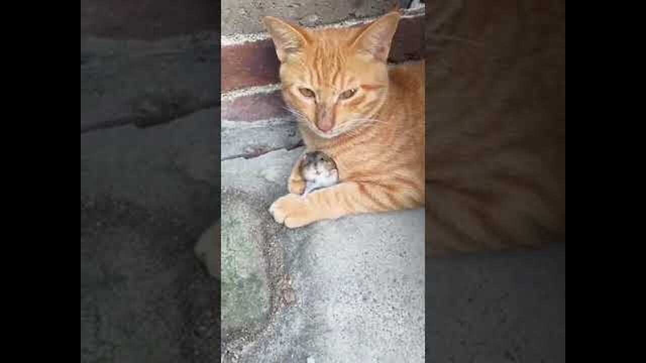 Funny cats