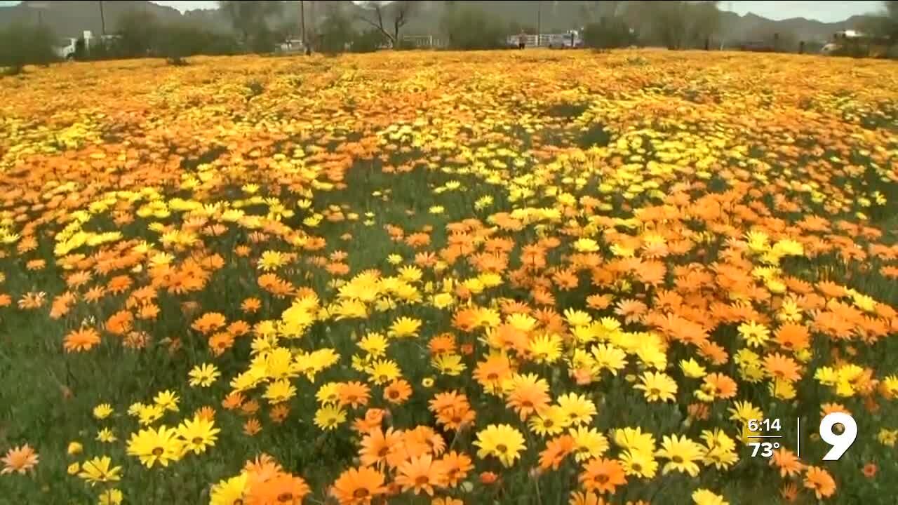 After abundant winter rain and snow, Arizona could see a wildflower 'superbloom'