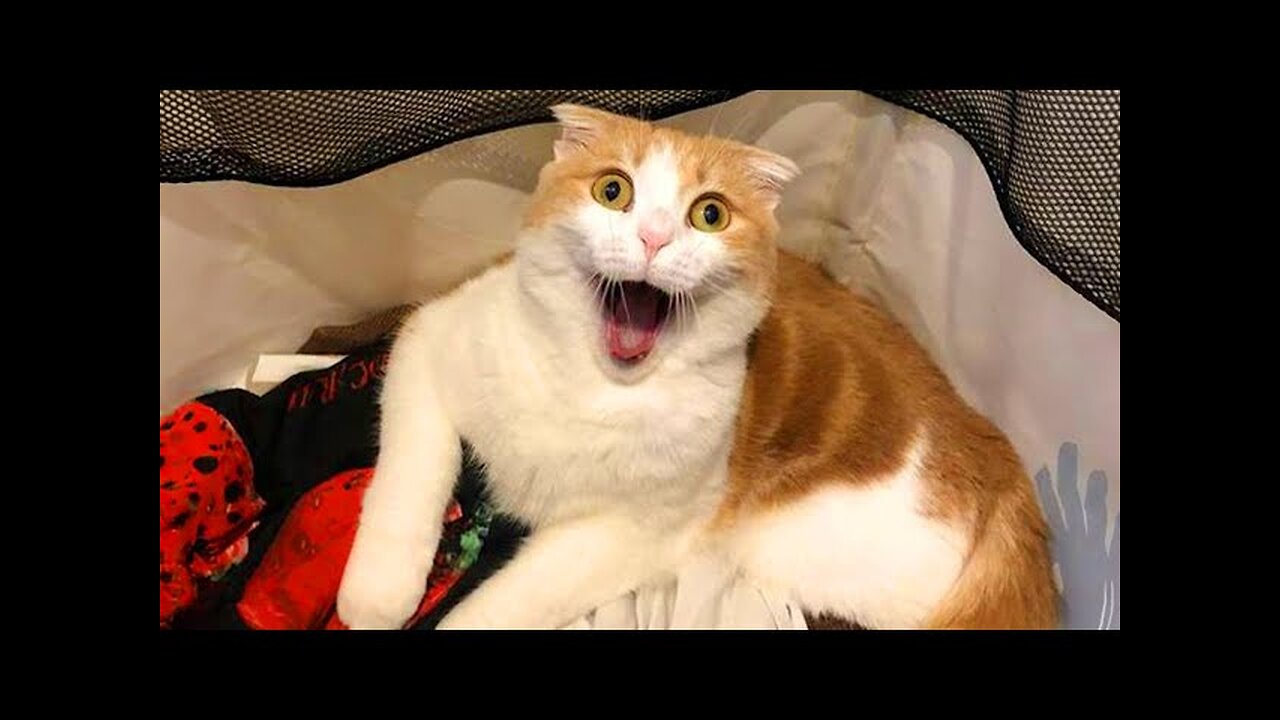 The world's funniest cats are her funny animals.