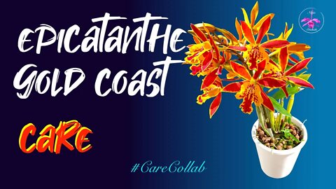 Epicatanthe Hsiang Yu Gold Coast | With Special Guest Appearance from @SunitaGladston 🥰 #CareCollab