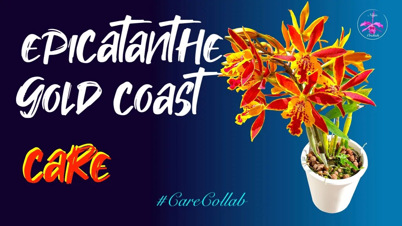 Epicatanthe Hsiang Yu Gold Coast | With Special Guest Appearance from @SunitaGladston 🥰 #CareCollab