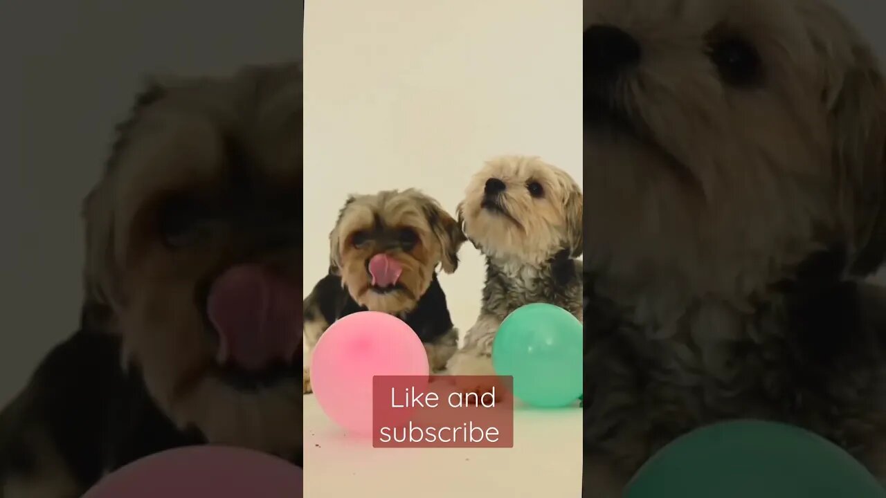 funny dog video