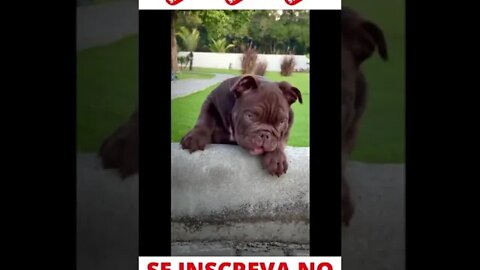 Doguinho Fofinho #shorts