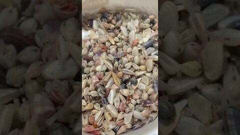 Clams