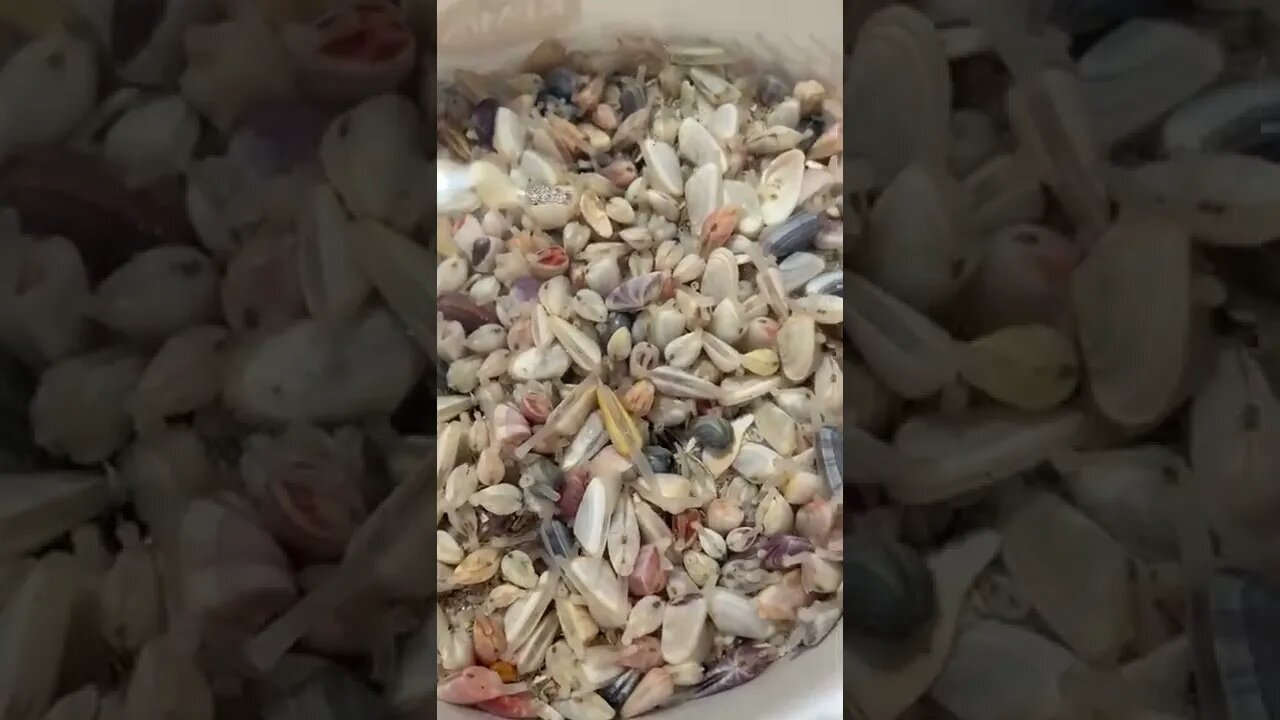 Clams