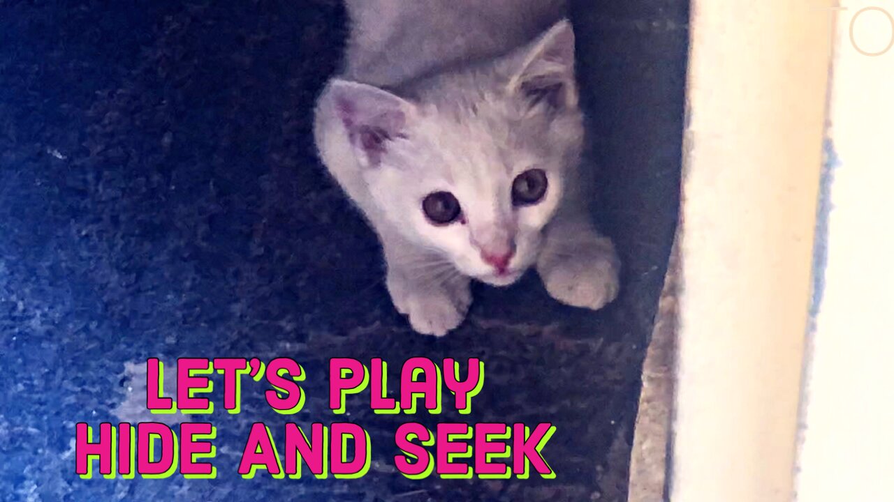 Cute kitten wants to play hide and seek with me so cute🥰🥰