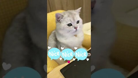 funny cat videos | cute cat videos| cute animals funny cats #shorts #shortsfunny #cutecat #funnycat