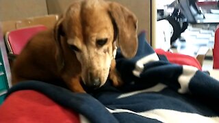 Amazing Disappearing Weiner Dog !