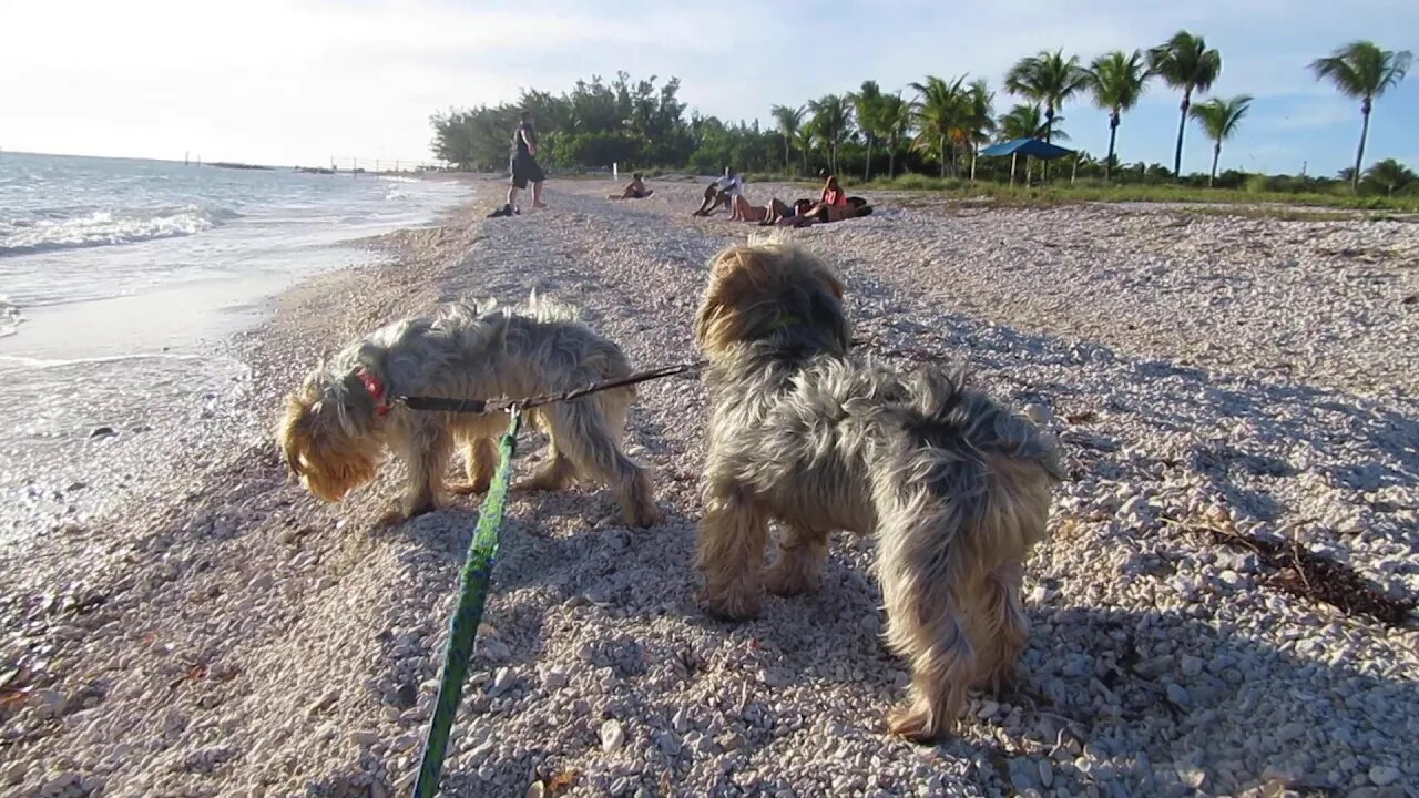 December 12, 2019: Key West, Florida, on Strawhat beach with puppies.