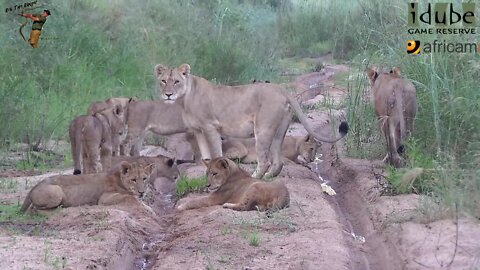 Daughters Of The Mapogo Lions - Rebuilding The Othawa Pride - 36: Together In A Riverbed