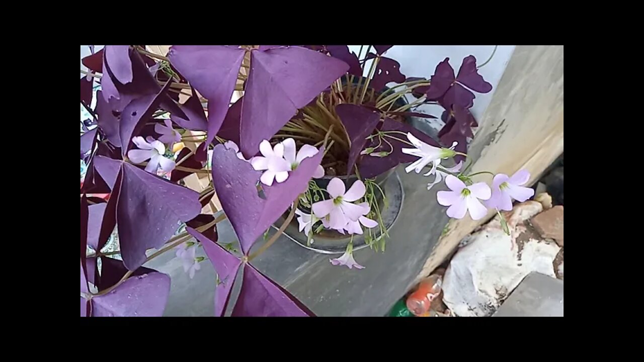 Bunga Hutan