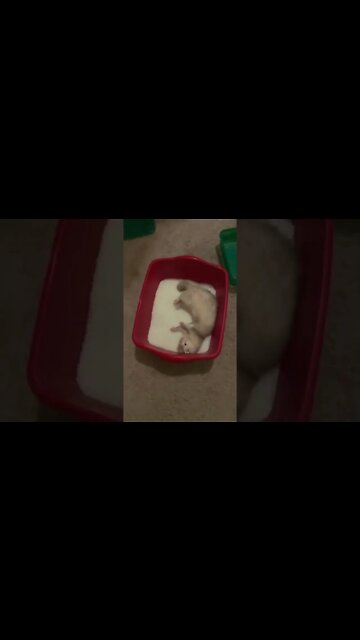 1Min Animal World #dogs #cats #pet