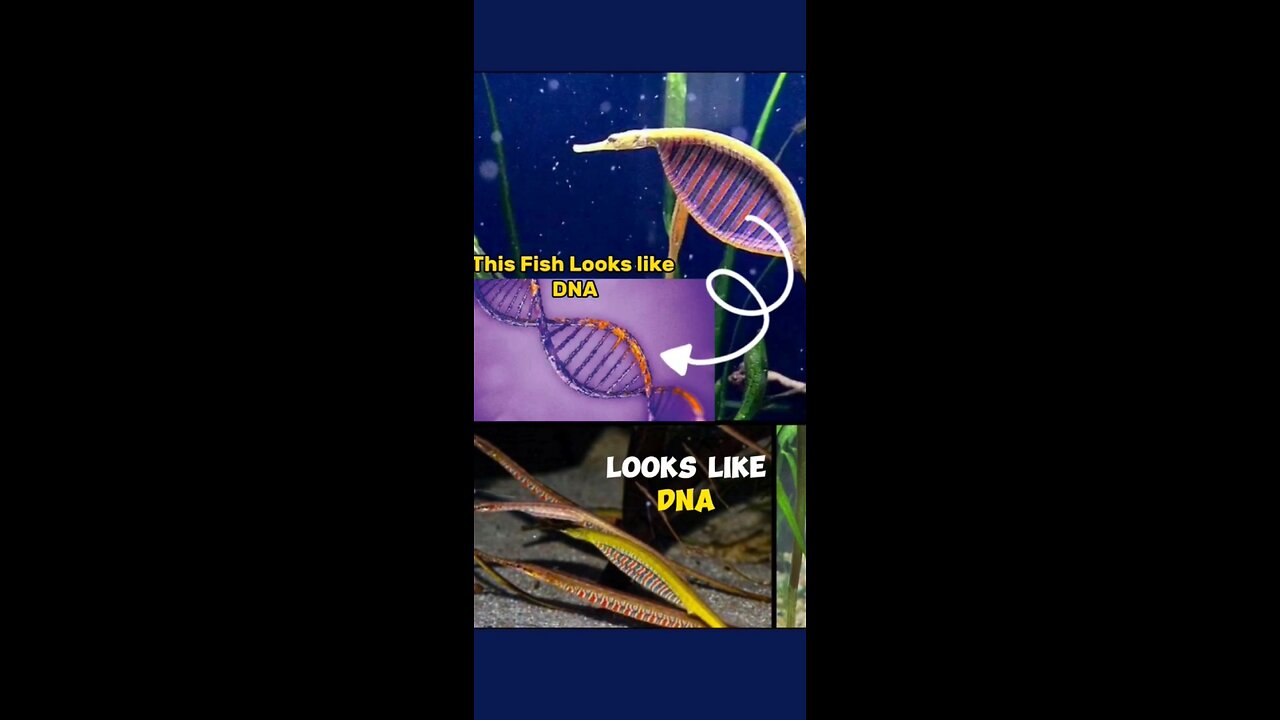 Amazing God's creation 😳/ Sea Animals/ Looks like DNA🤯