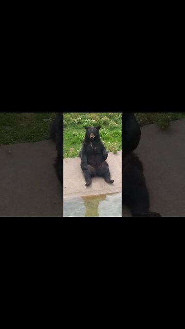 #shorts Cute Bear Scratches Belly