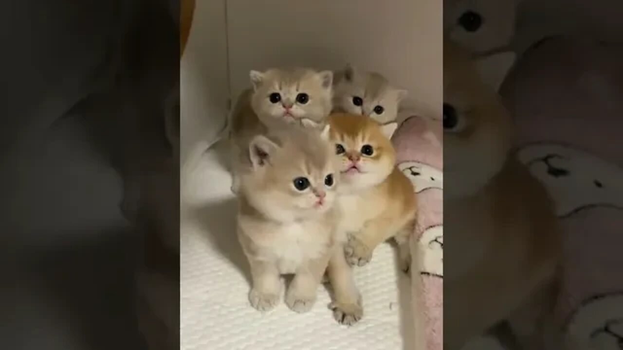 funny cat videos | cute cat videos| cute animals funny cats #shorts #shortsfunny #cutecat #funnycat