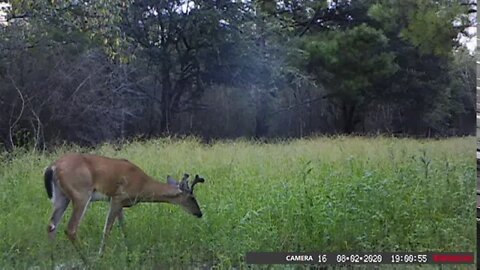 Velvet bucks growing quick