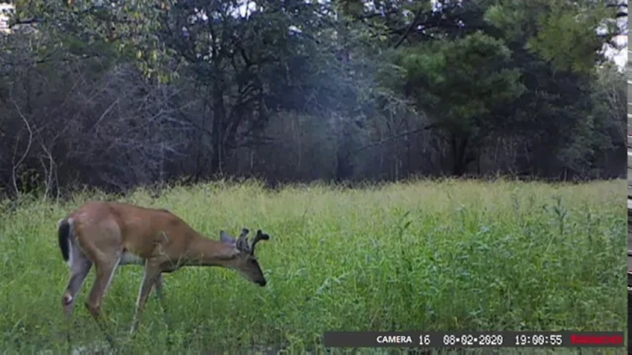 Velvet bucks growing quick