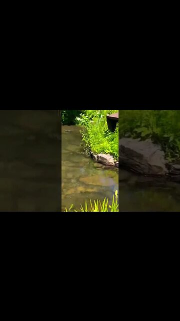 Baby turtles having a swim