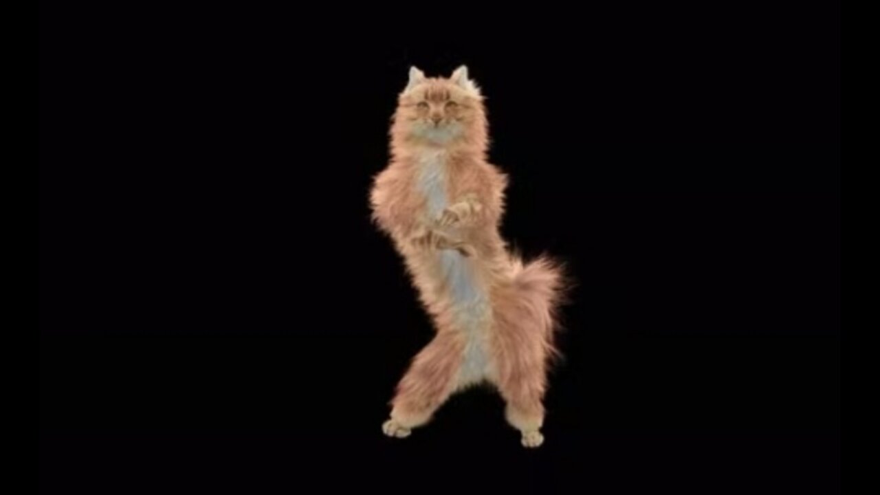 Amazing cat dance Reactions with music dance with Azonlike 2022