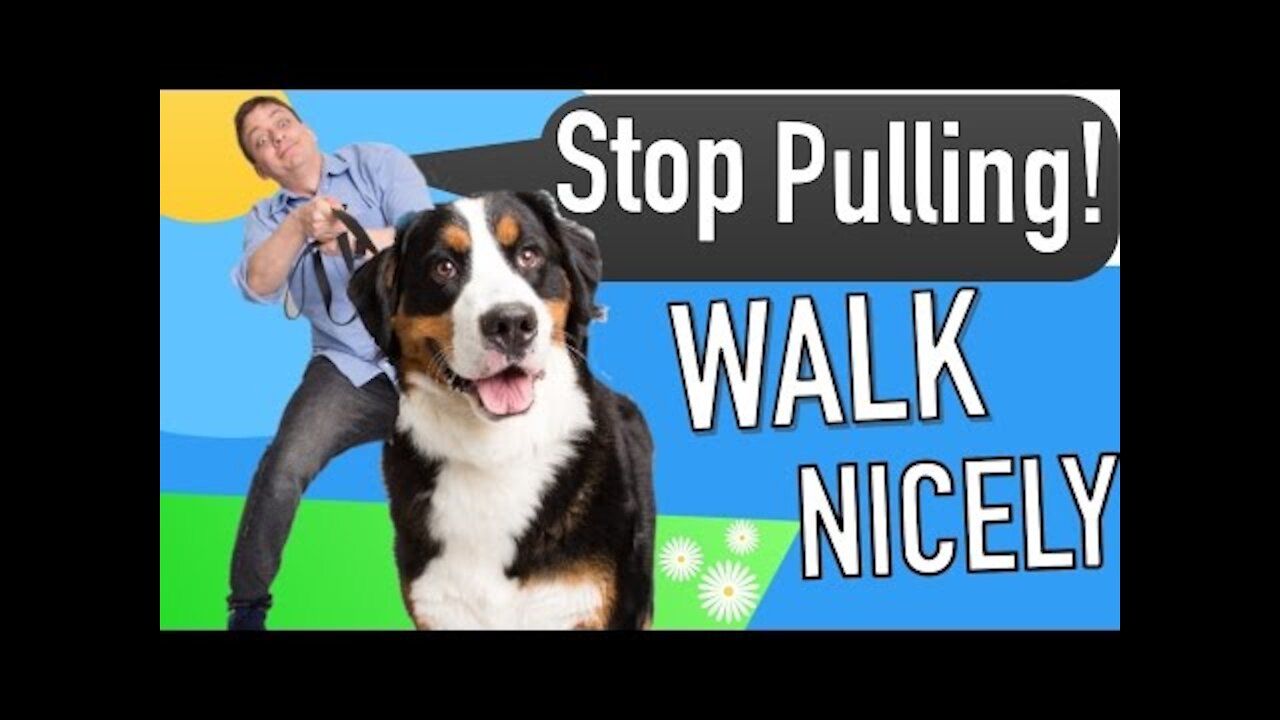 How to Teach your Dog to Walk on Leash