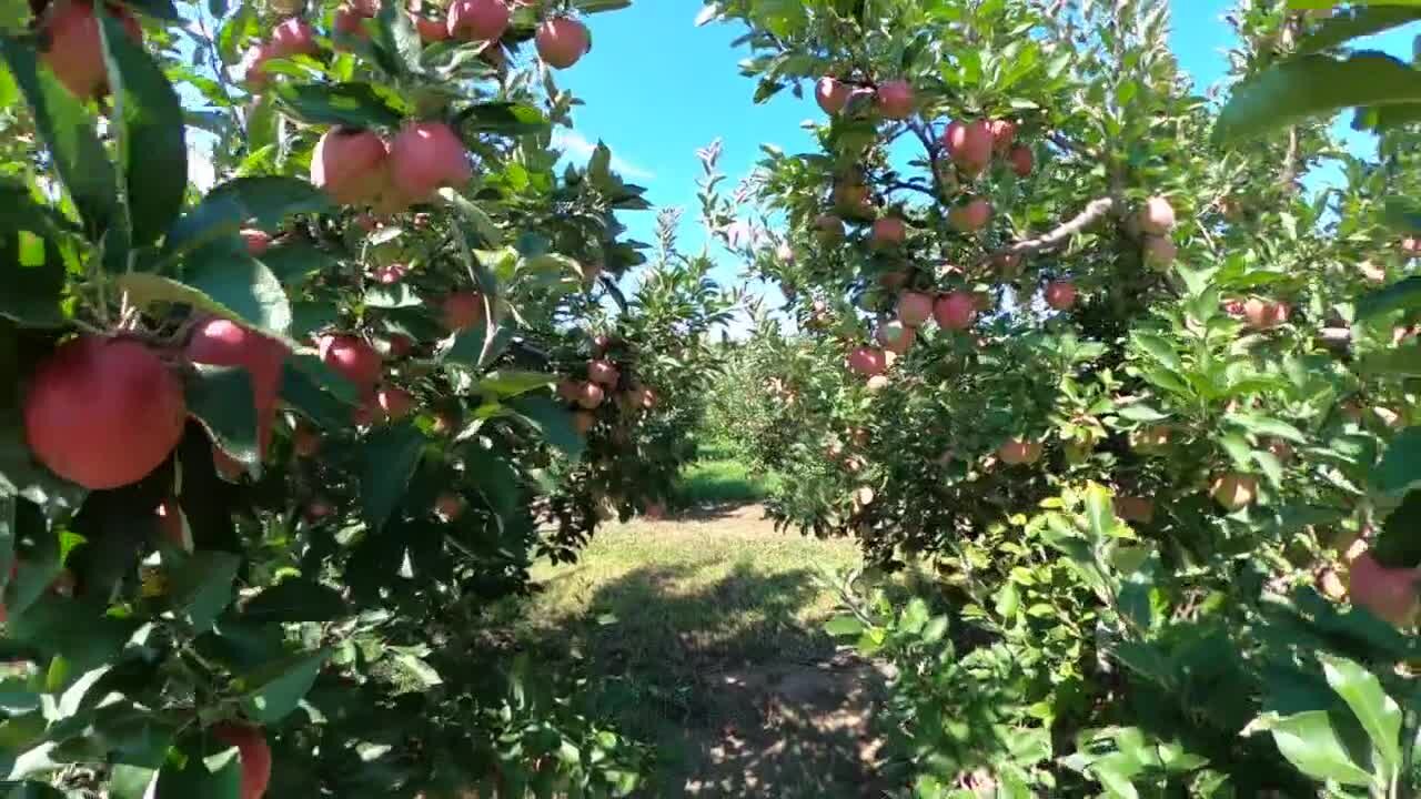 Michigan hits record year for apple crops, best time for cider-related products