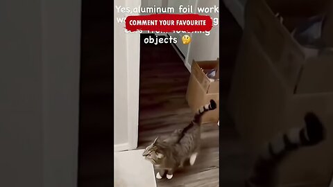 Funny Cats and Dogs Shorts Compilation