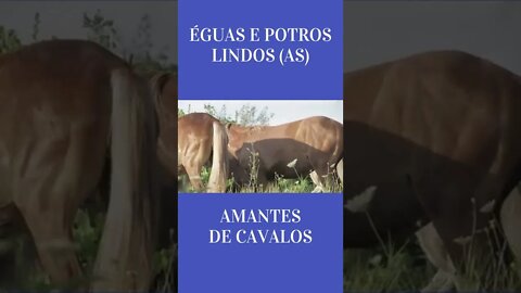 ÉGUAS E POTROS LINDOS (AS)