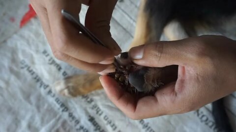 Lady remove BIG tick on paws, Simple step by step remove tick on puppy