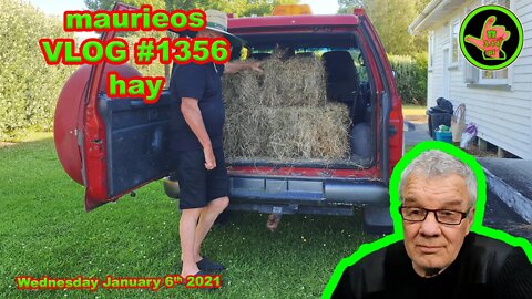 maurieos VLOG #1356 hay